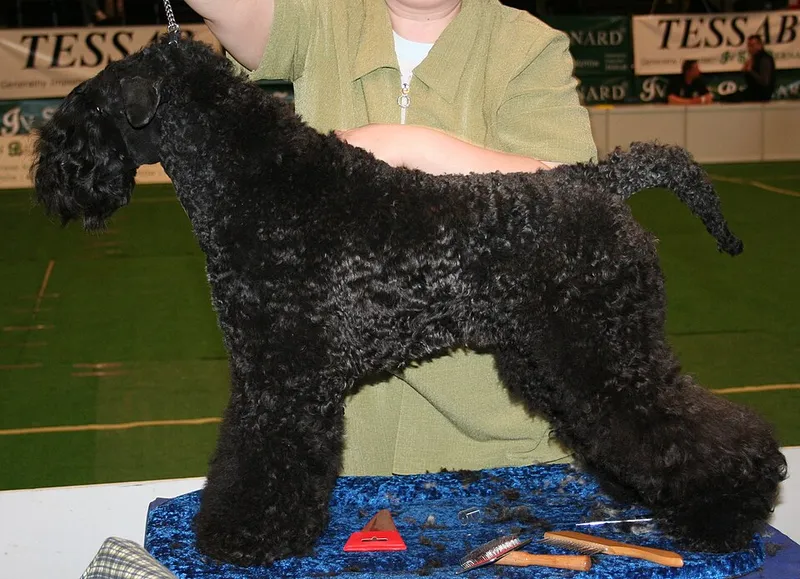 Kerry Blue Terrier fotoğraf 6