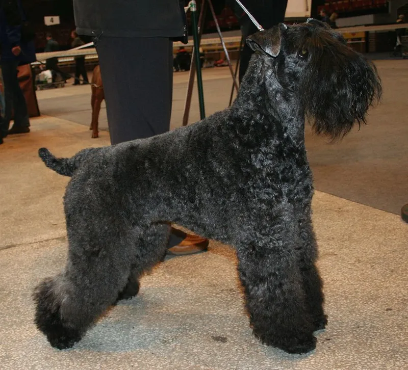 Kerry Blue Terrier fotoğraf 7