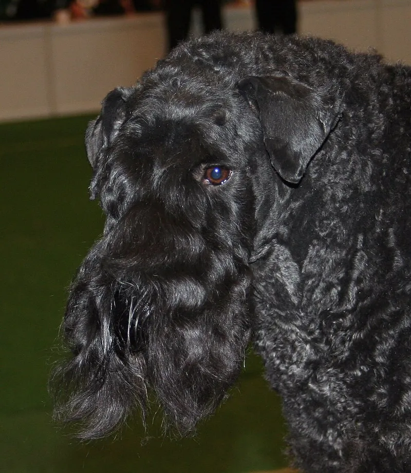 Kerry Blue Terrier fotoğraf 8