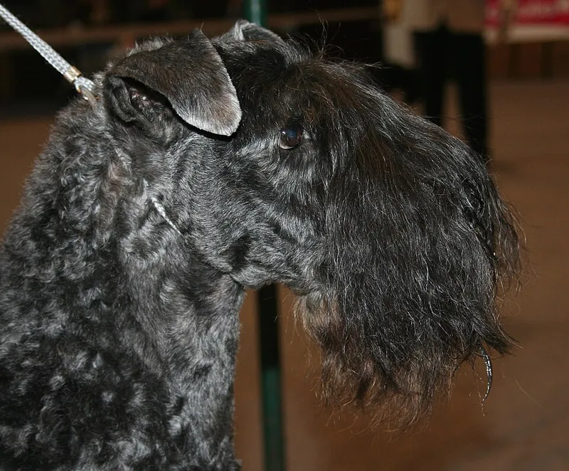 Kerry Blue Terrier fotoğraf 9