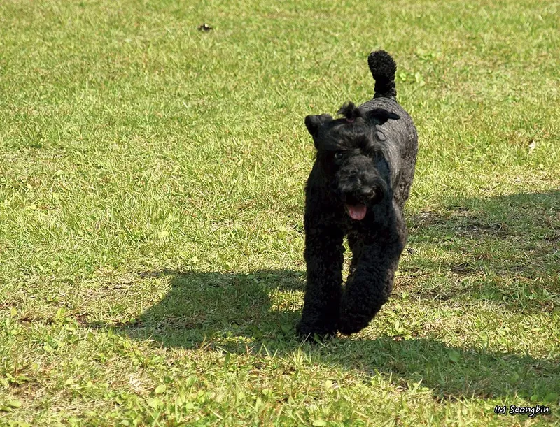 Kerry Blue Terrier fotoğraf 10