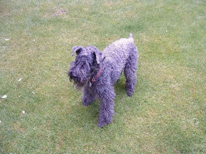 Kerry Blue Terrier fotoğraf 11