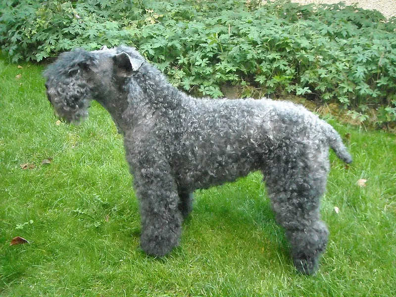 Kerry Blue Terrier fotoğraf 12