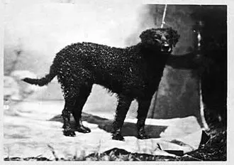 Kıvırcık Tüylü Retriever fotoğraf 1