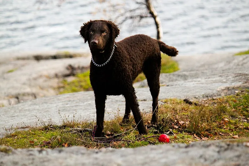 Kıvırcık Tüylü Retriever fotoğraf 3