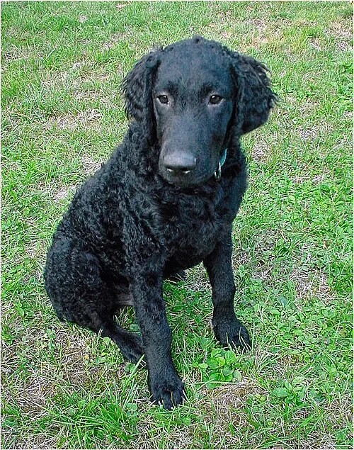 Kıvırcık Tüylü Retriever fotoğraf 4