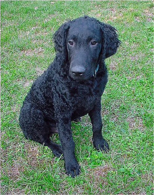 Kıvırcık Tüylü Retriever fotoğraf 5