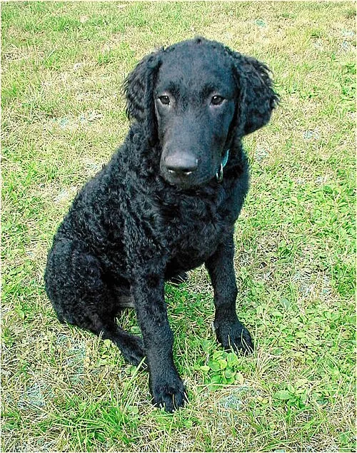 Kıvırcık Tüylü Retriever fotoğraf 6