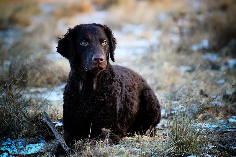 Kıvırcık Tüylü Retriever fotoğraf 7