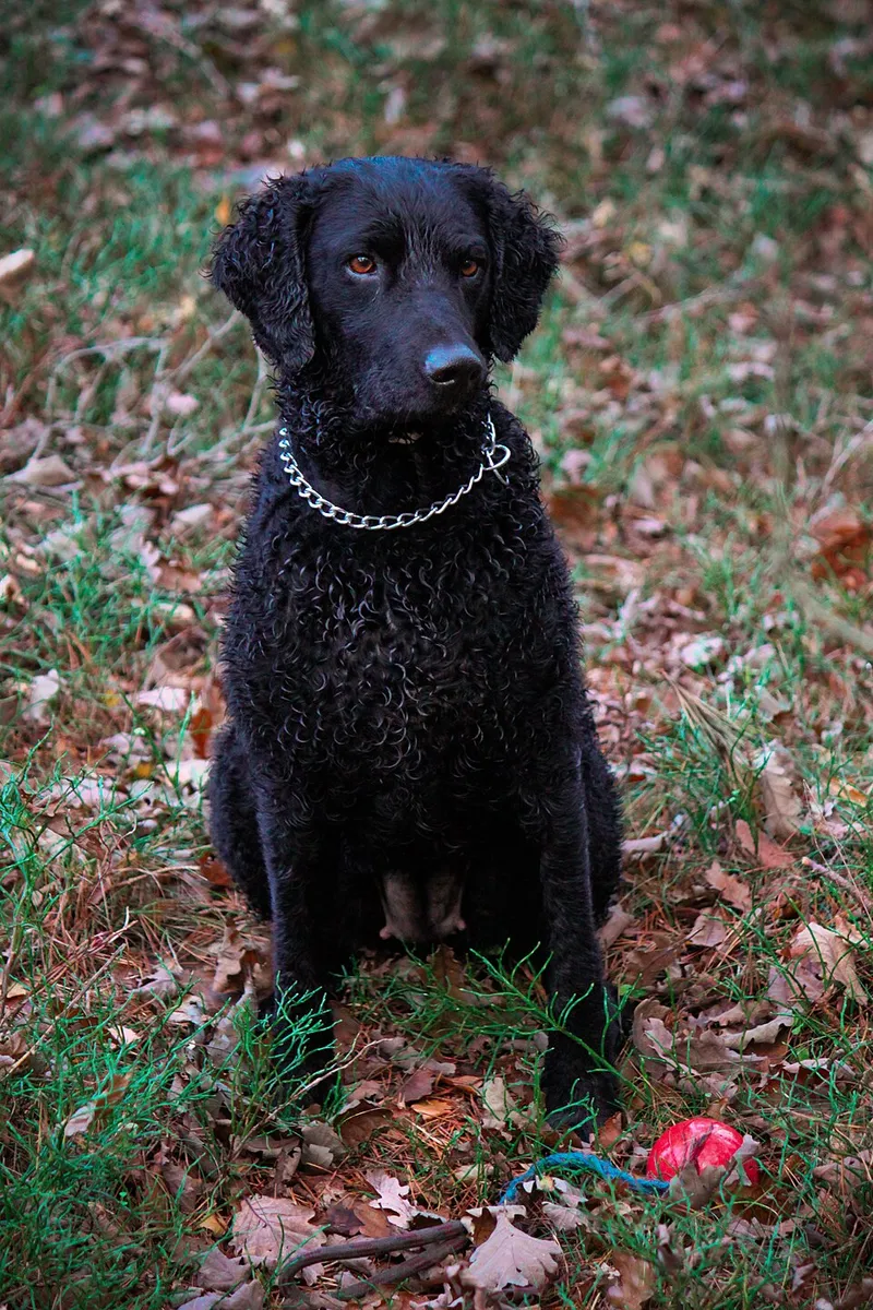 Kıvırcık Tüylü Retriever fotoğraf 8