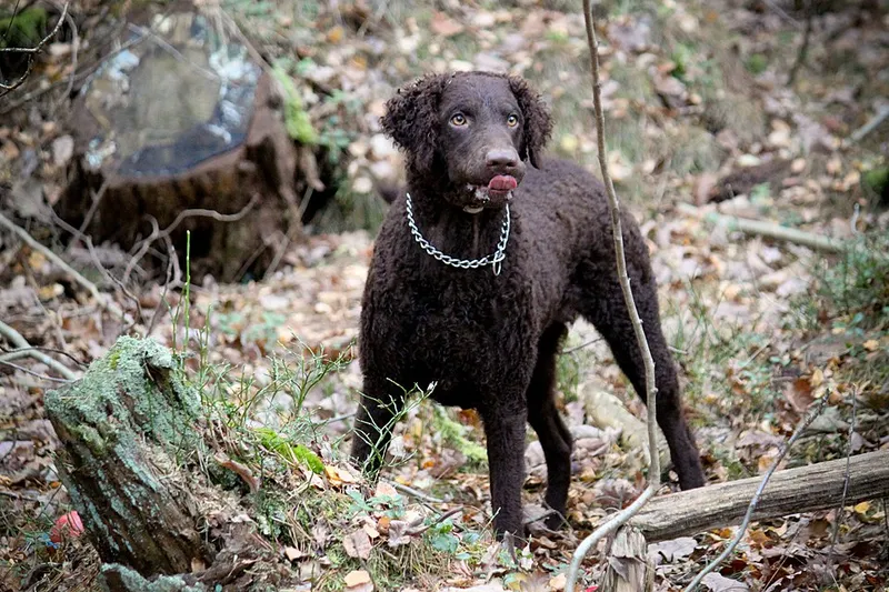 Kıvırcık Tüylü Retriever fotoğraf 9