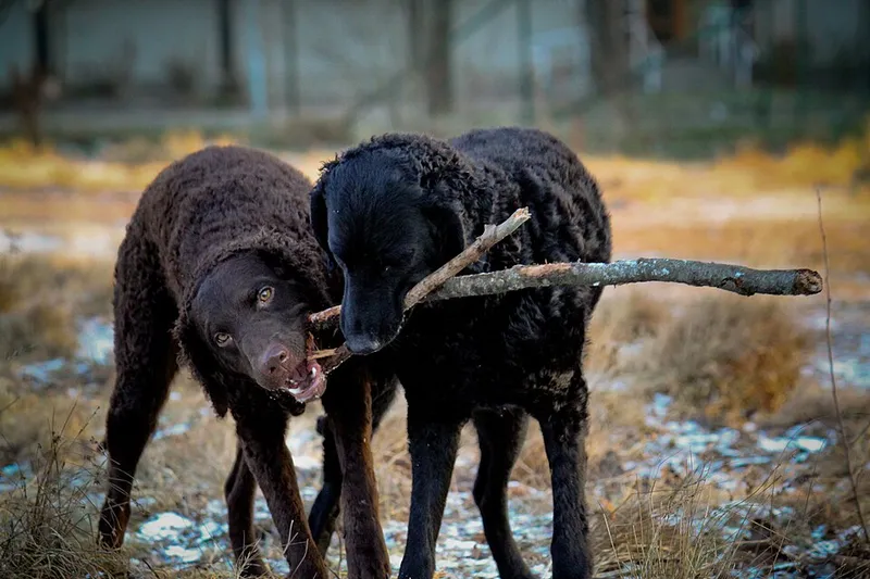 Kıvırcık Tüylü Retriever fotoğraf 10