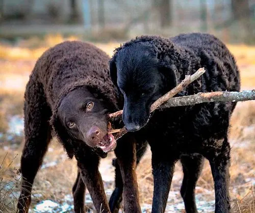 Kıvırcık Tüylü Retriever fotoğraf 11