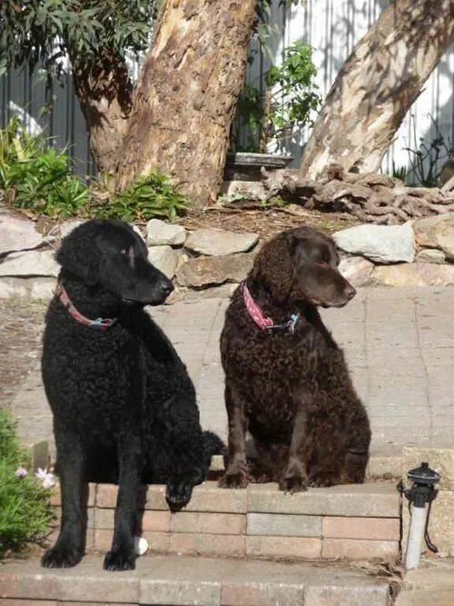 Kıvırcık Tüylü Retriever fotoğraf 12