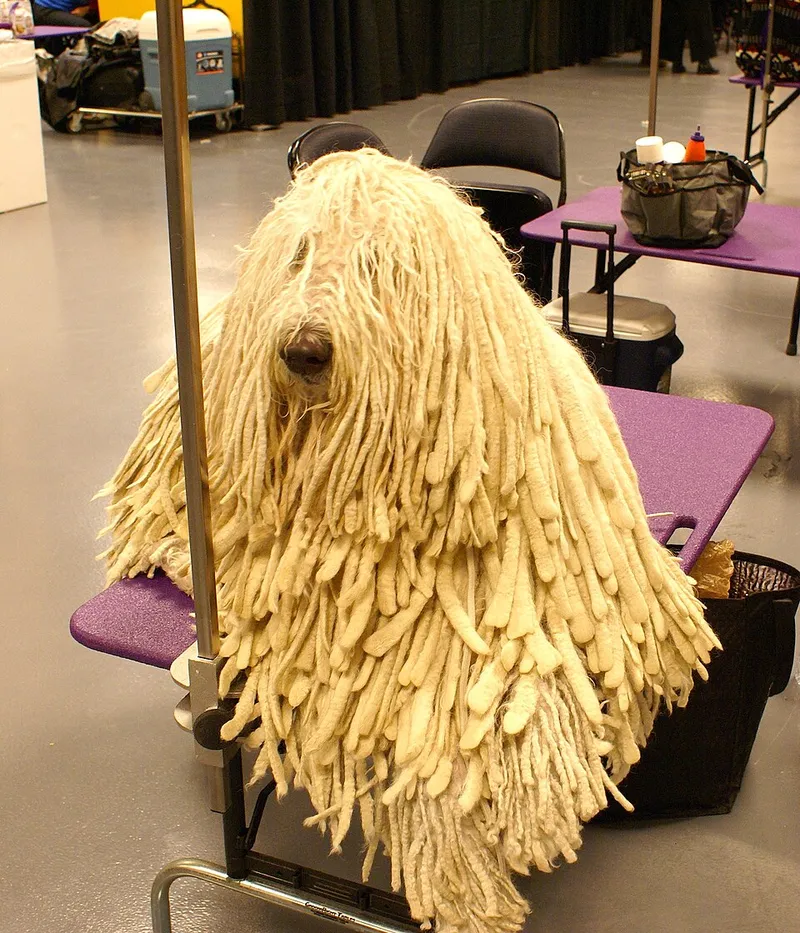 Komondor fotoğraf 1
