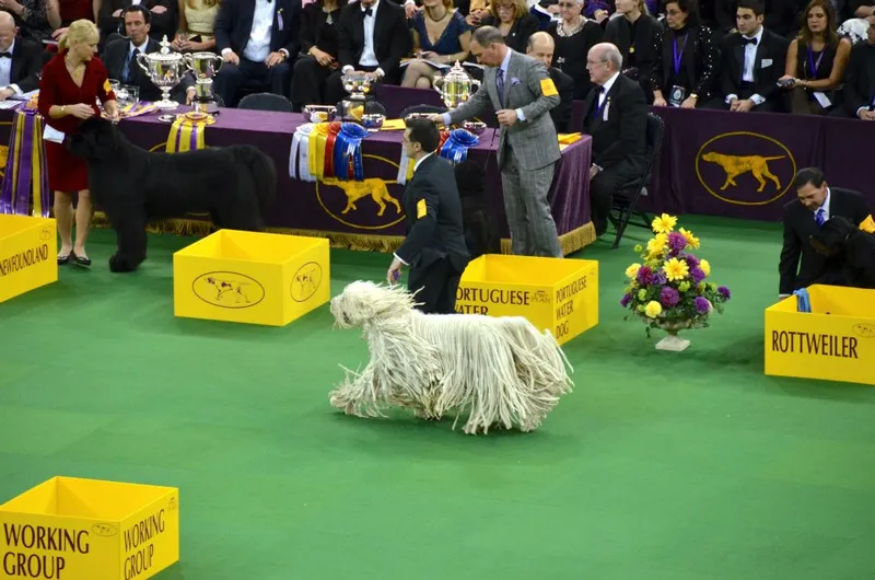 Komondor fotoğraf 2
