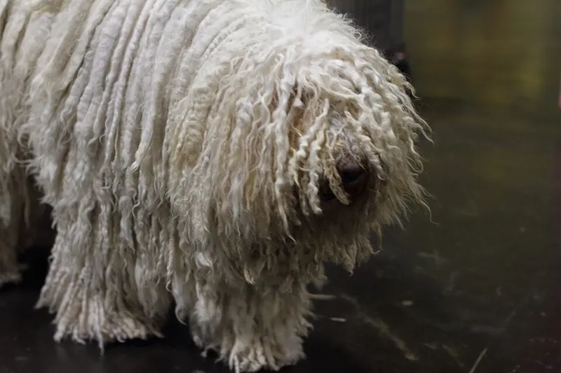 Komondor fotoğraf 3