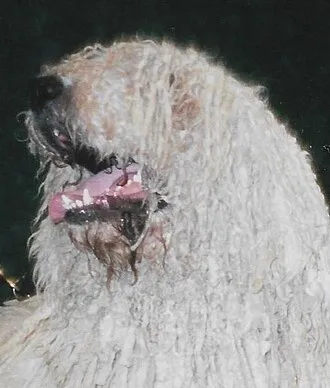 Komondor fotoğraf 4