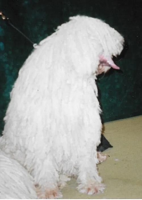 Komondor fotoğraf 5