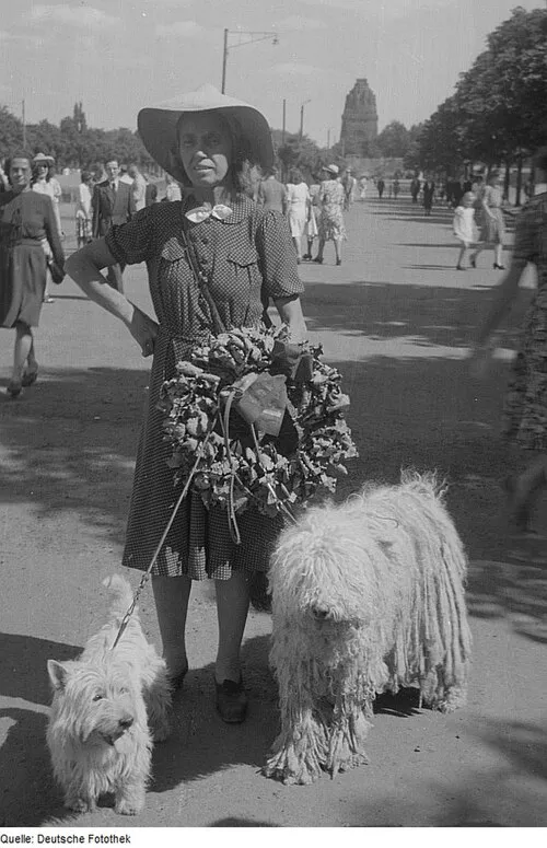 Komondor fotoğraf 6