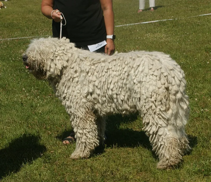 Komondor fotoğraf 7
