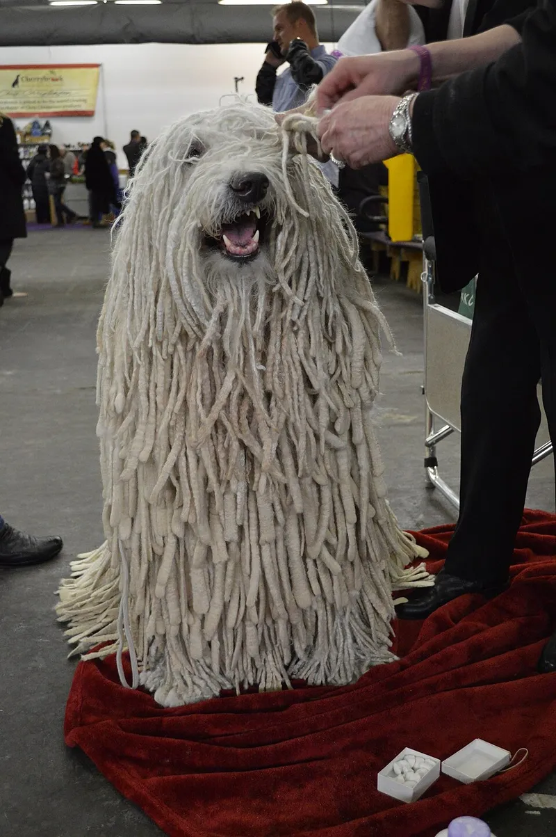 Komondor fotoğraf 8