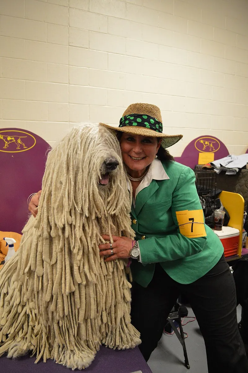 Komondor fotoğraf 9