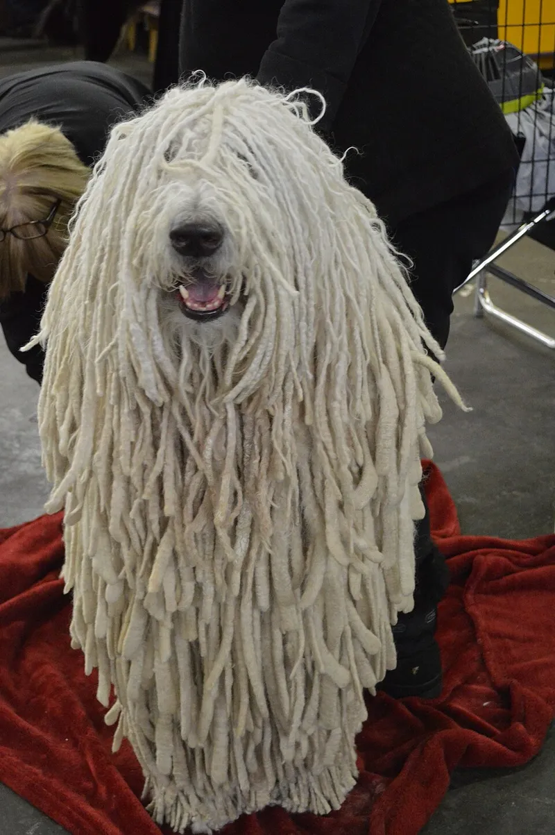 Komondor fotoğraf 10