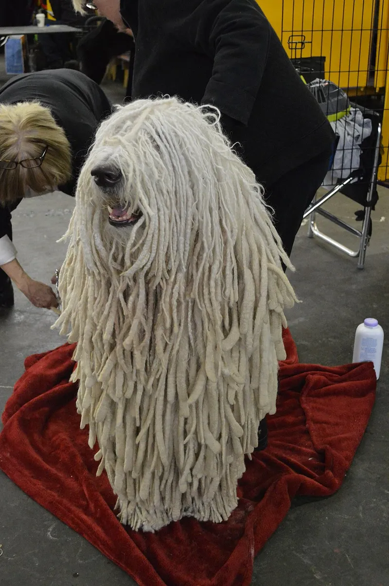 Komondor fotoğraf 11