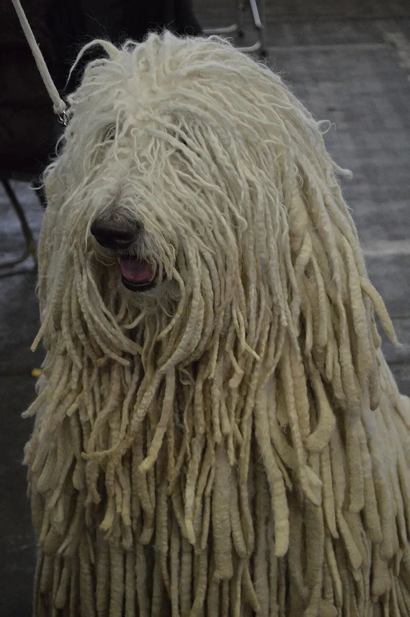 Komondor fotoğraf 12