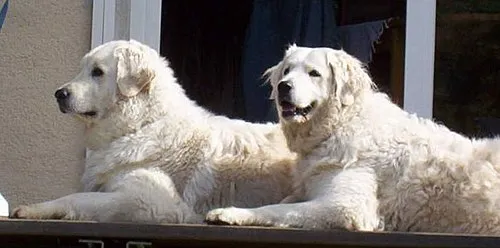 Kuvasz fotoğraf 2