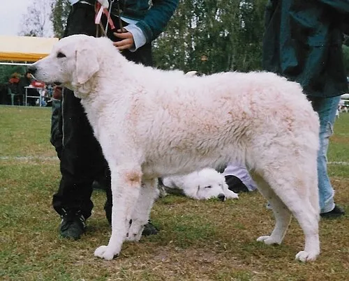 Kuvasz fotoğraf 4