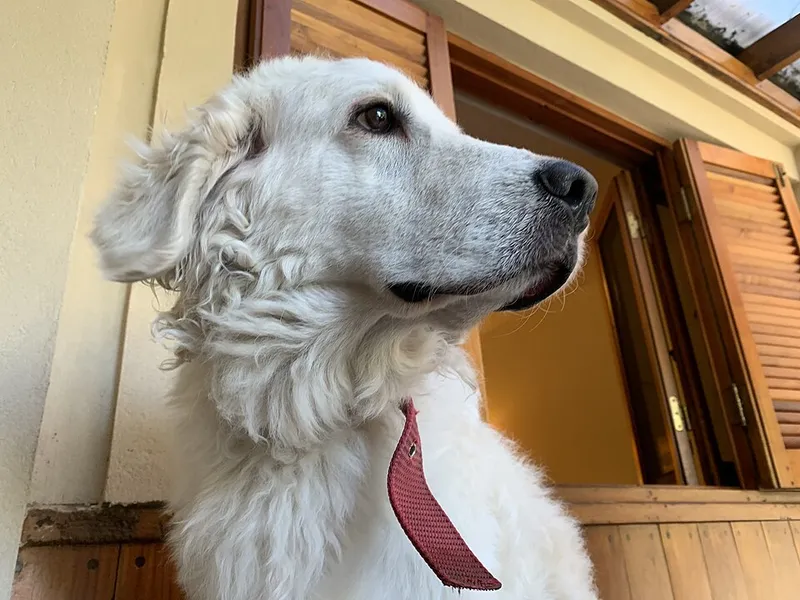 Kuvasz fotoğraf 5