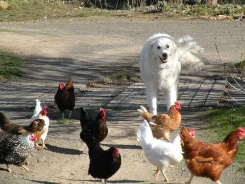Kuvasz fotoğraf 6