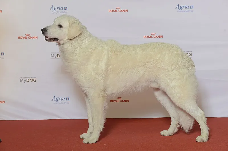 Kuvasz fotoğraf 7