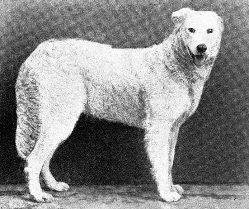 Kuvasz fotoğraf 8