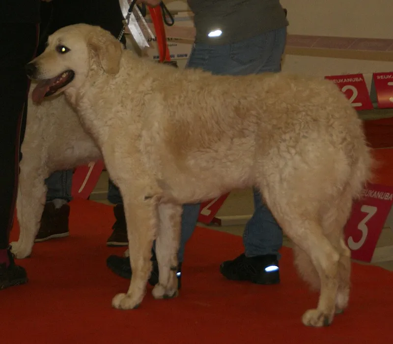 Kuvasz fotoğraf 9