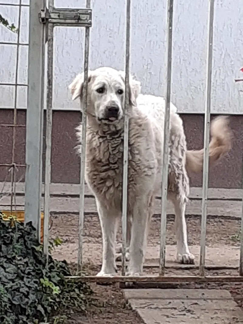 Kuvasz fotoğraf 10