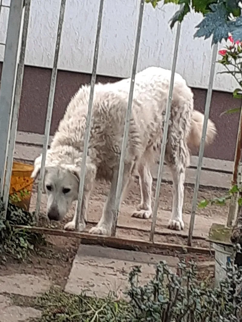 Kuvasz fotoğraf 11