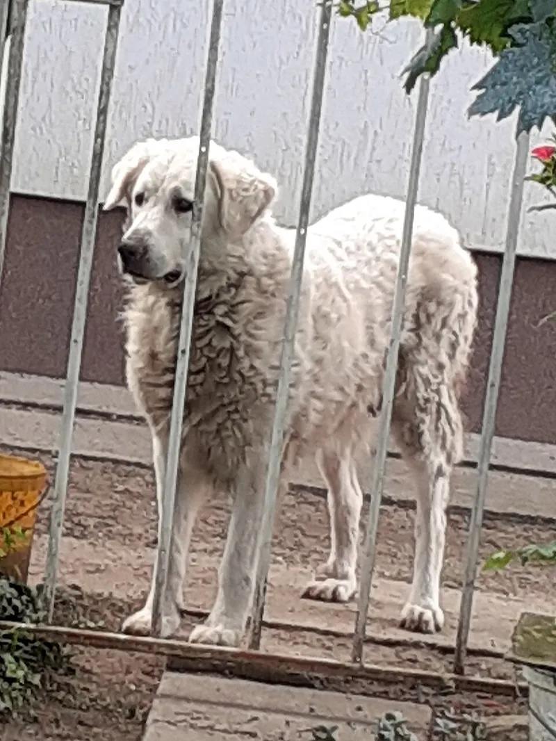 Kuvasz fotoğraf 12