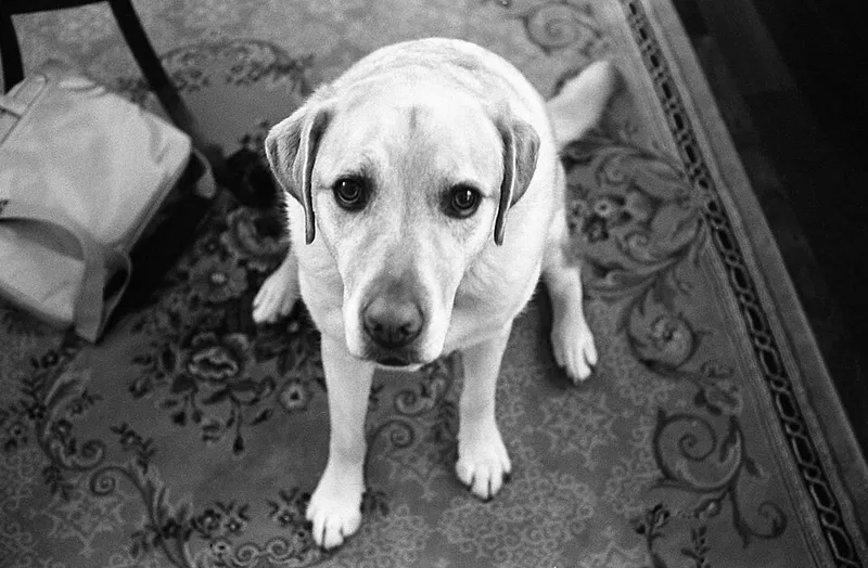 Labrador Retriever fotoğraf 4