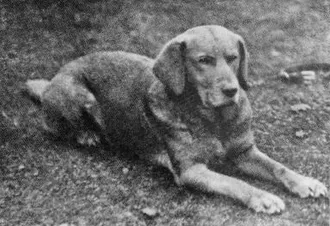 Labrador Retriever fotoğraf 5