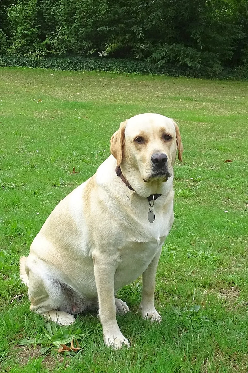 Labrador Retriever fotoğraf 7