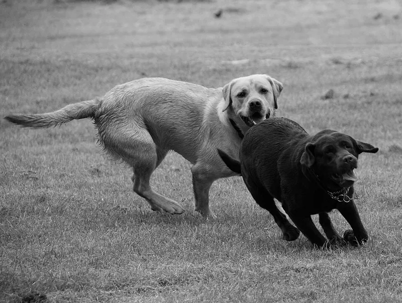 Labrador Retriever fotoğraf 10