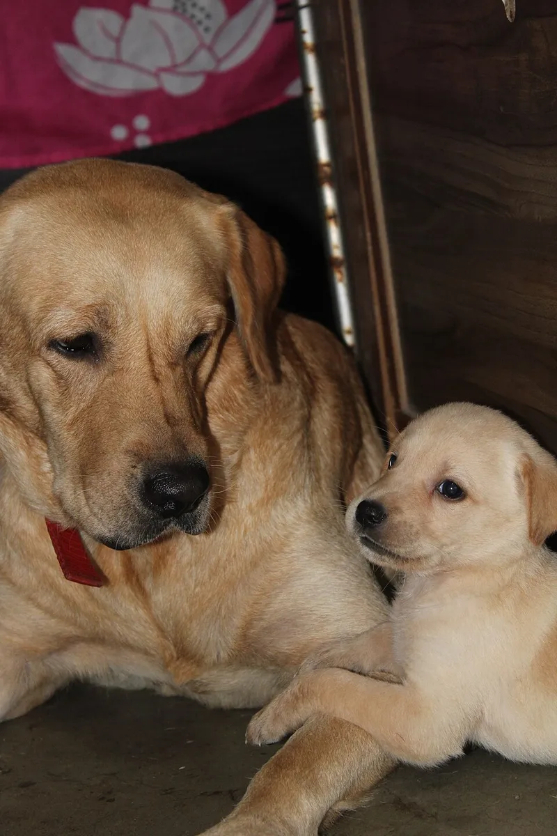 Labrador Retriever fotoğraf 11