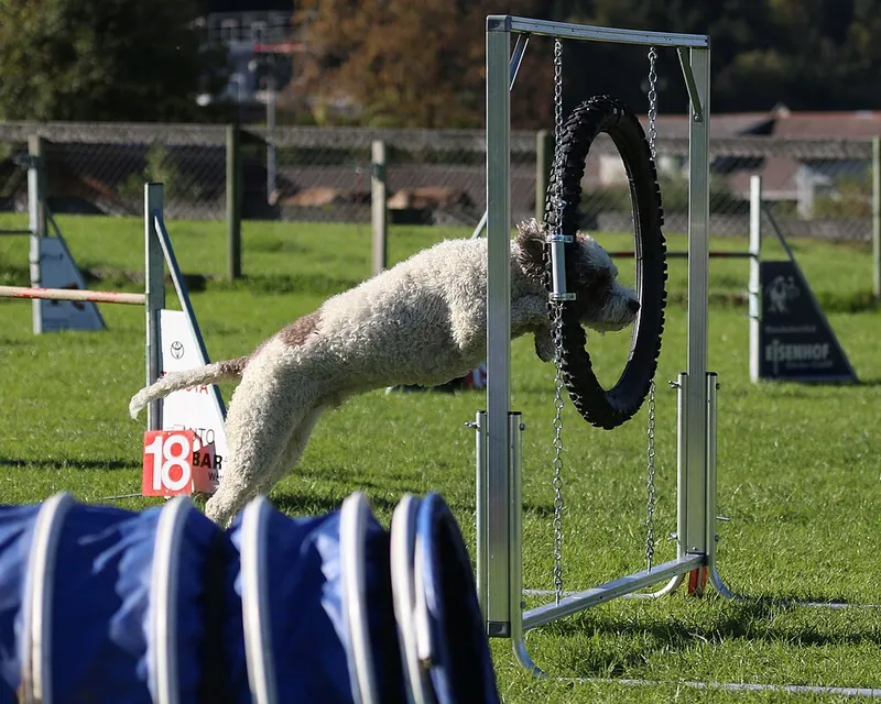 Lagotto Romagnolo fotoğraf 1