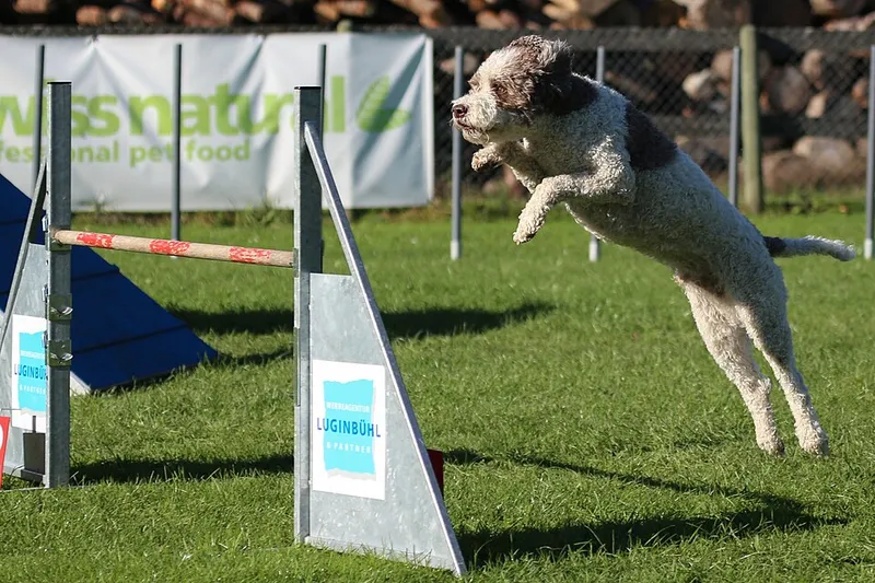 Lagotto Romagnolo fotoğraf 2