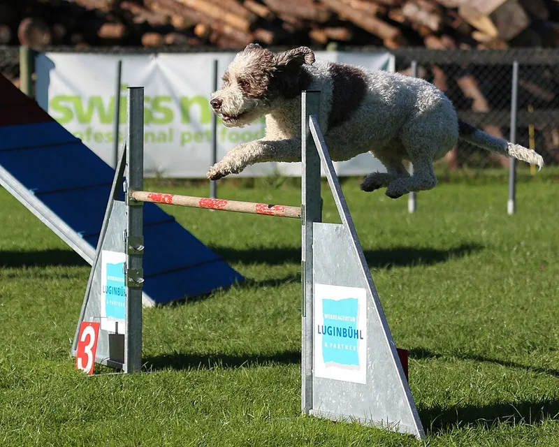 Lagotto Romagnolo fotoğraf 3