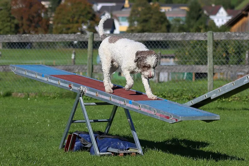 Lagotto Romagnolo fotoğraf 4