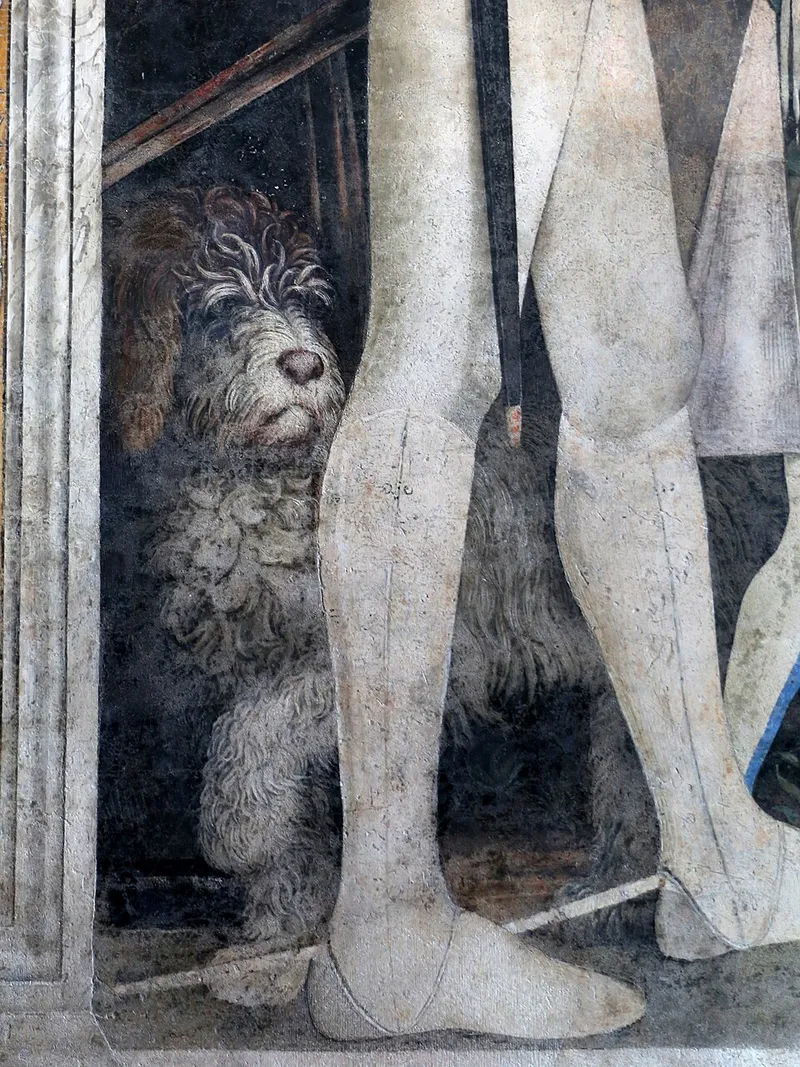 Lagotto Romagnolo fotoğraf 5